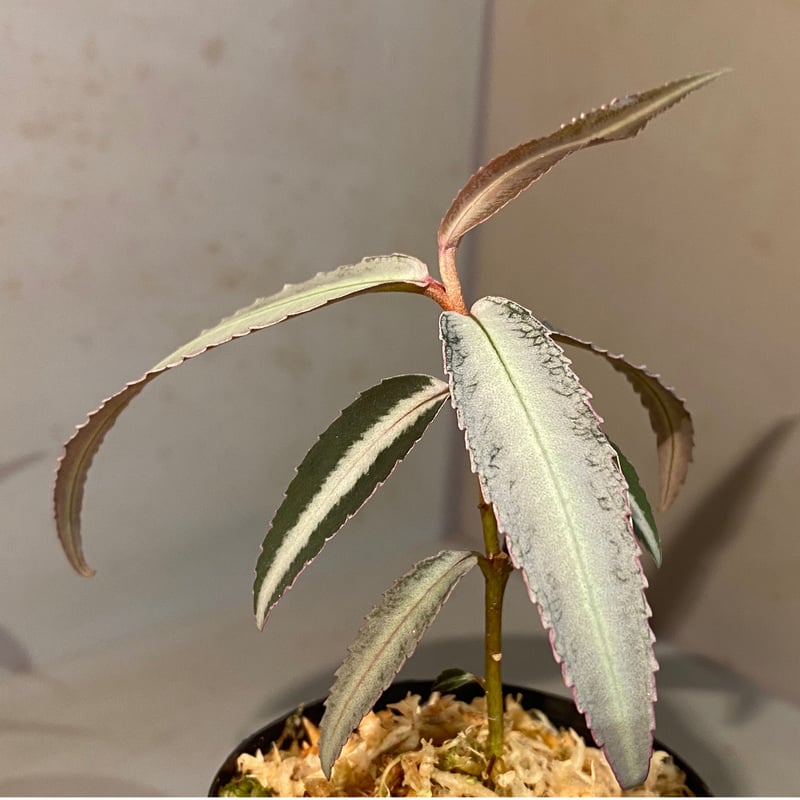 Labisia sp. from Kapuas hulu Kalimantan barat |