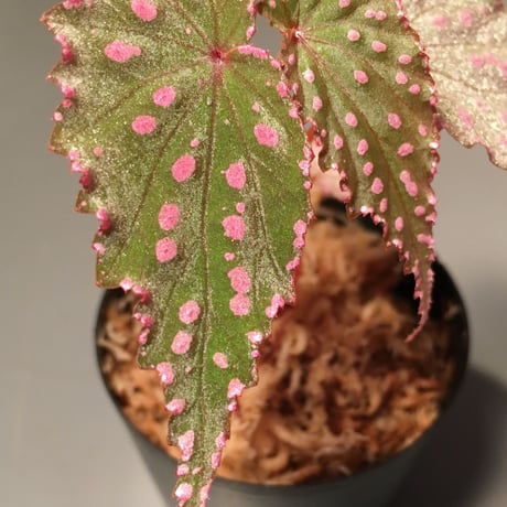 Begonia gracilicyma from Sumatera Barat [TB]