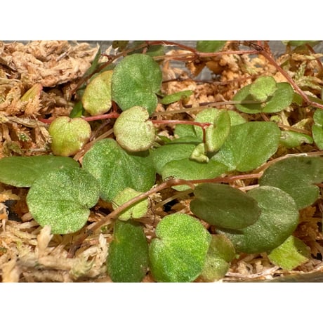 Begonia lichenora (sp.Mini) from Kalimantan Sarawak border [LA]