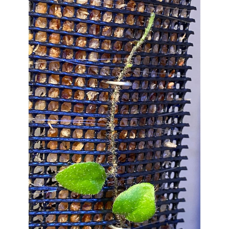 Microgramma tecta 伊藤蟻植物農園 | M・R・G・R
