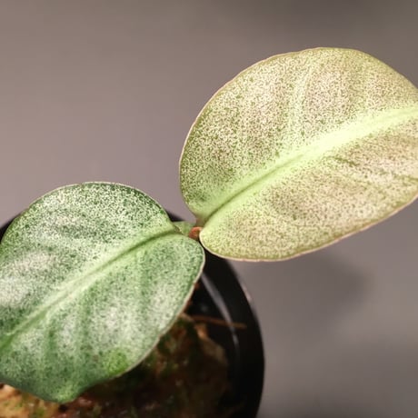 Ardisia sp. from Matang [TK160716]