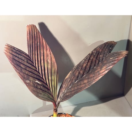 Pinanga veitchii  from Sanggau West Kalimantan
