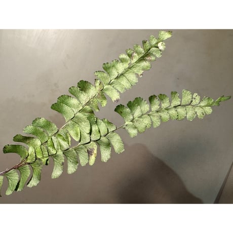 Lindsaea oblanceolata from Aceh sumatera