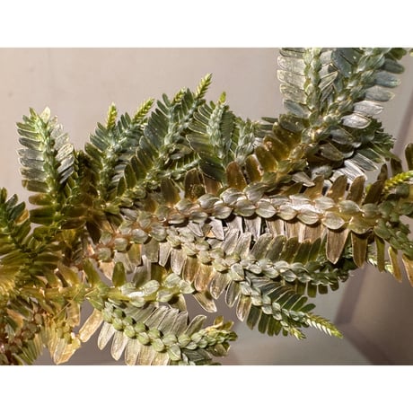 Selaginella sp. from Ngabang West Kalimantan