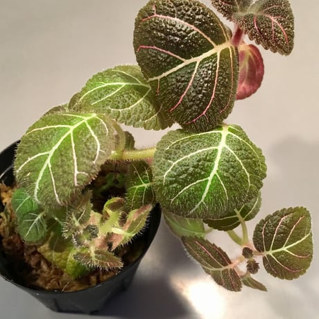 Pearcea hypocyrtiflora from South America
