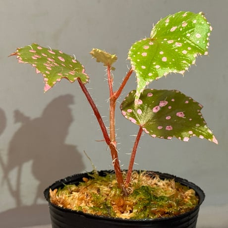 Begonia sp. "Muara Wahau" Kutai timur Kalimantan timur [TB]