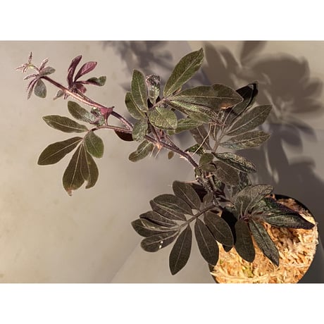 Solanum uleanum ②