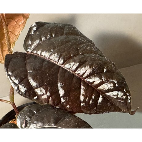 Pterisanthes sp. from Sidikalang [R0817-01c]