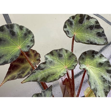 Begonia sp. from Vietnam