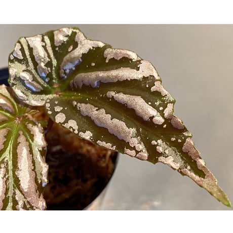 Begonia sp. "雪の宿" from Lampung sumatera [LA0217-01]