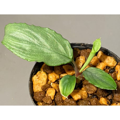 Homalomena sp. "Shirogane" SGP from Pulau Linga [HW1017-XX]
