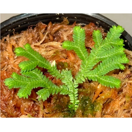 Selaginella biformis [STRINGE PLANTS]
