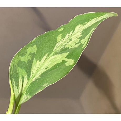 Aglaonema pictum “Purple Rain” BNN from Sibolga timur ［AZ0516-2e］