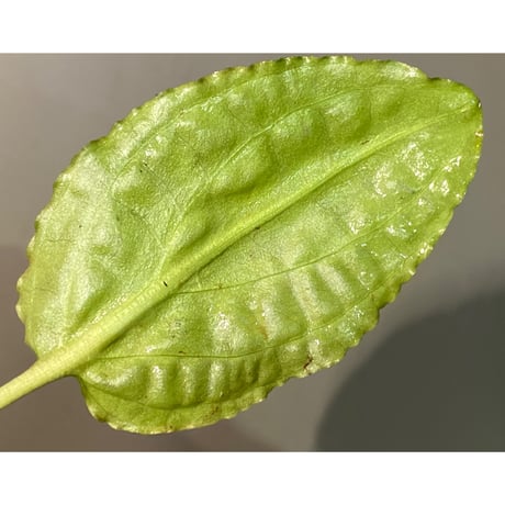 Cryptocoryne minima from Aceh sumatera [出射氏]