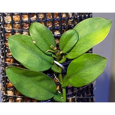 Epipremnum sp. from Trat Thailand