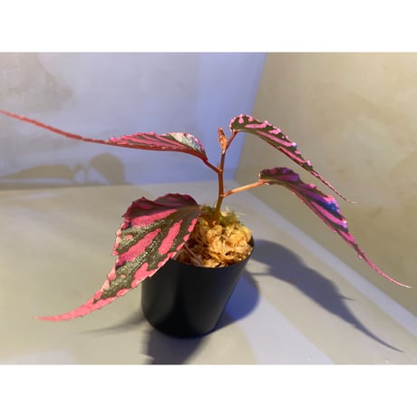 Begonia sp. ぼっち株 from Julau [R1214-01b]