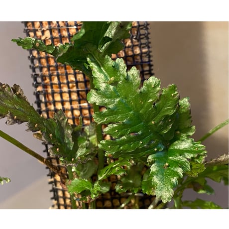 Bolbitis sp. from Siberut [LA]