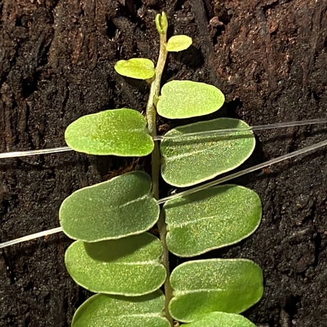 Marcgravia umbellata