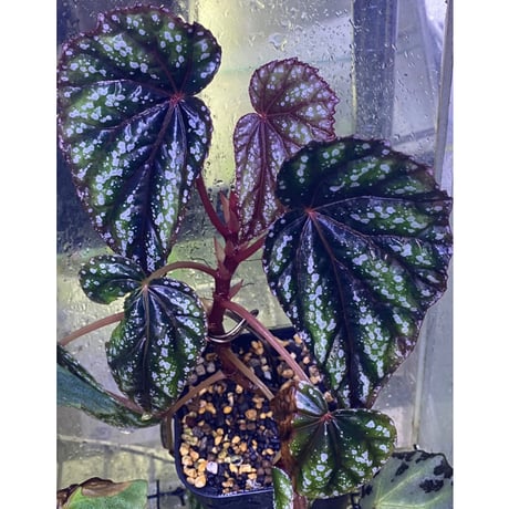 Begonia handelii var. prostrata from Viet Nam