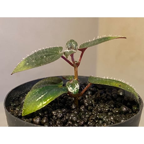 Phyllagathis rotundifolia [STRINGE PLANTS]