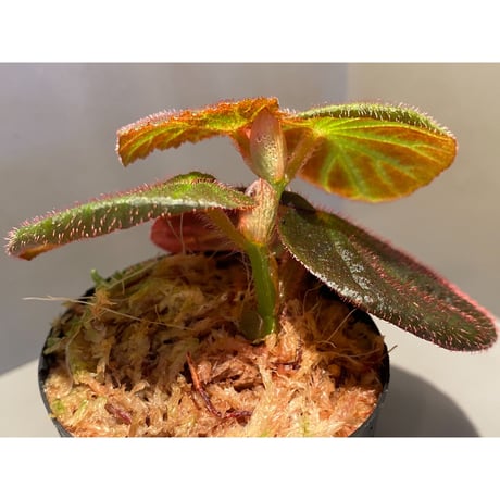 Begonia sp. from Manaus