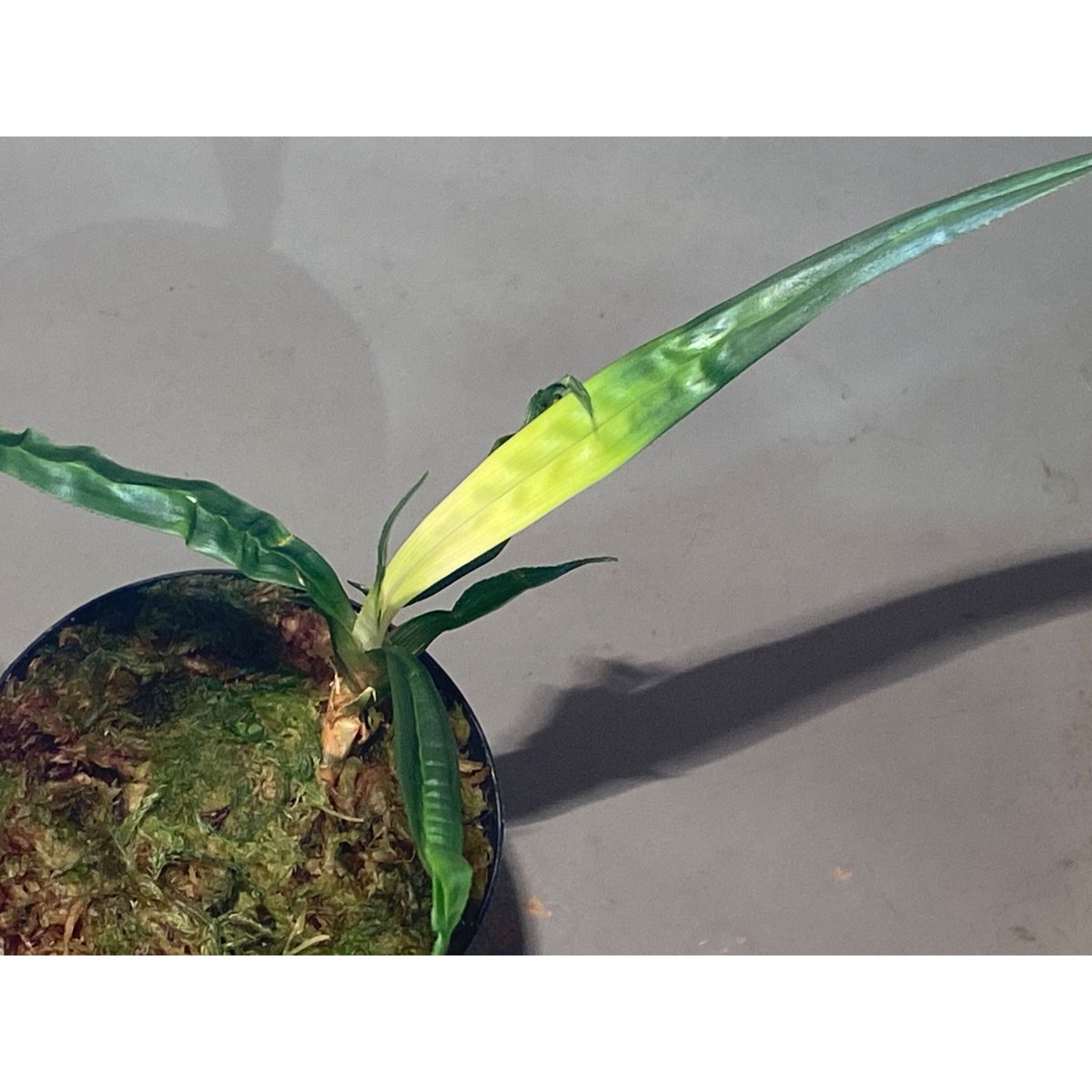 Mapania caudata | M・R・G・R
