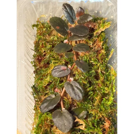 Pellionia sp. from Binh Dinh Vietnam