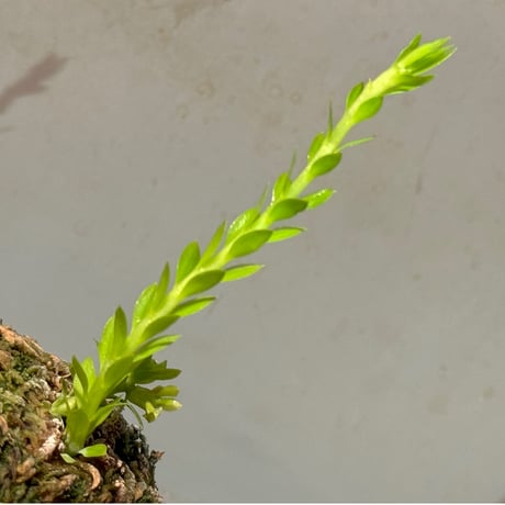 Phlegmariurus phlegmarioides Aimas, Sorong, West Papua 伊藤蟻植物農園