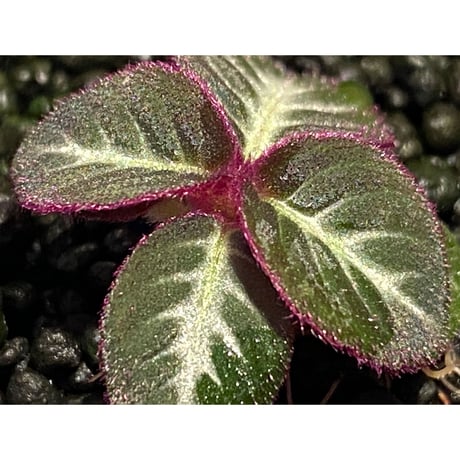 Codonoboea cf. pumilla from Riau sumatera [LA1119-02]