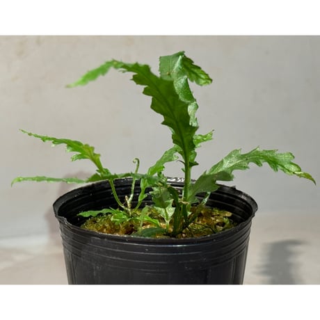 Microsorum sp. "Short Dragon Tail"