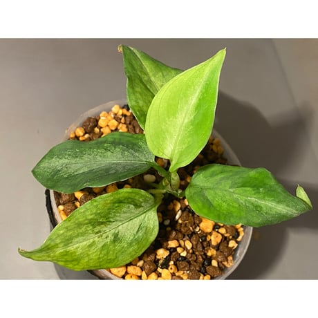 Aglaonema pictum "Eureka Mk-2" DFS from Sumatra barat [AZ0912-1] ②