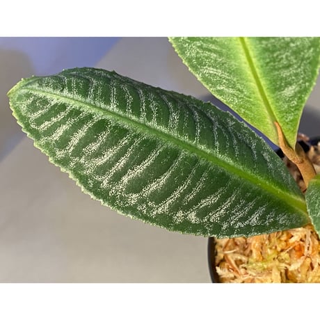 Ardisia sp. from Sumatera barat [TB]