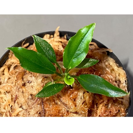 Homalomena sp. "Euclase" from Riau sumatera [LA0518-02]