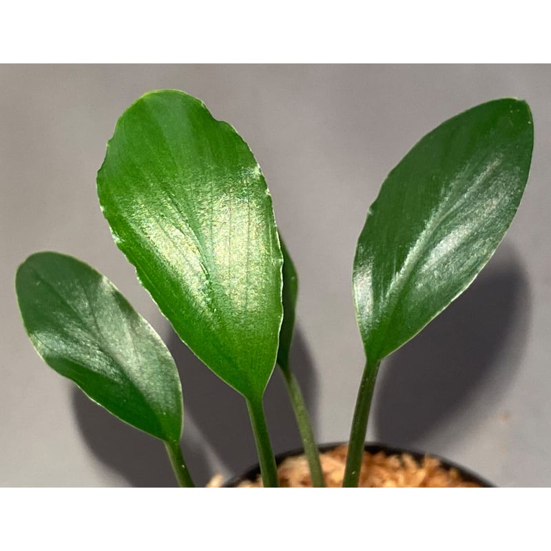 Homalomena sp. from Sekadau Selatan | M・R・G・R