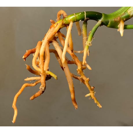 Aglaonema rotundum tiger