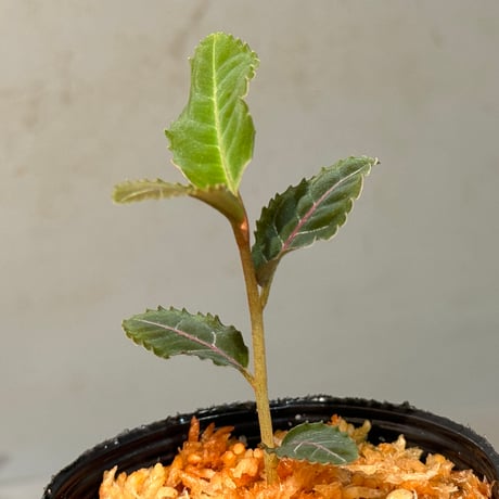 Labisia sp. from Riau sumatera
