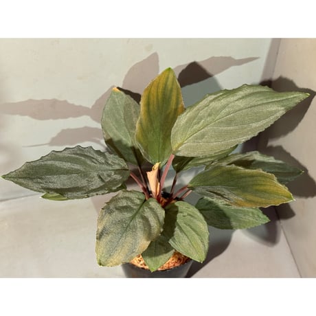 Homalomena sp. "Amber Velvet" from Kepulauan Riau