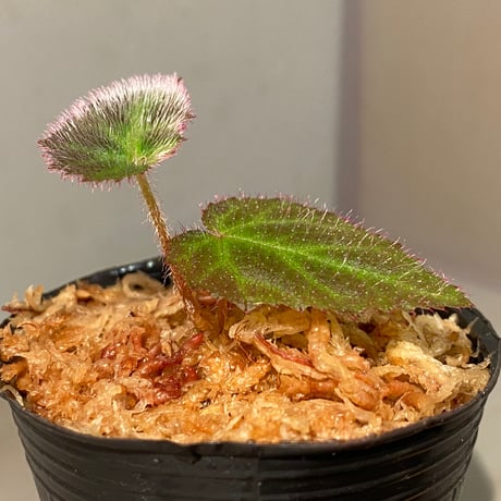 Begonia sp. from Sumatera Utara [HW0816-01]