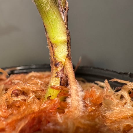 Dracaena sp. from Landak West Kalimantan