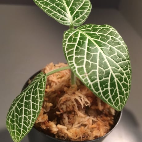 Fittonia verschaffeltii from Peru