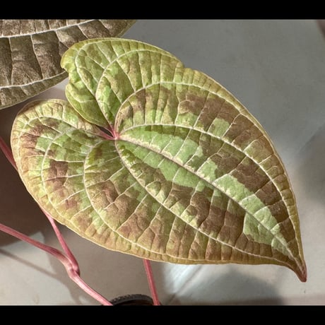 (常湿育成) Dioscorea dodecaneura (discolor)