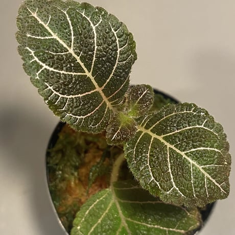 Pearcea hypocyrtiflora from South America