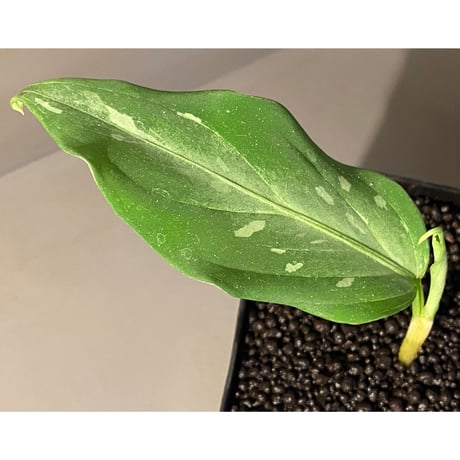 Aglaonema pictum A from Aceh sumatera [LA1115-03 i]