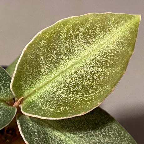Ardisia sp. "Kayu lapis" Kalimantan barat [TB]