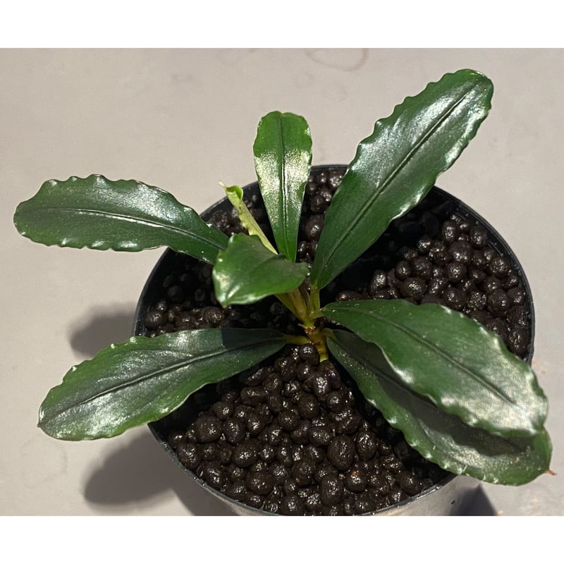 感謝の声続々！ Bcephalandra sp.  水草