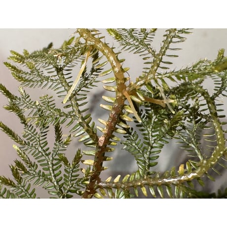 Selaginella sp. from Landak West Kalimantan