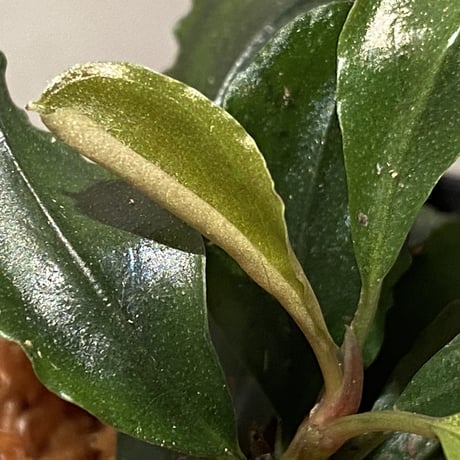 Bucephalandra sp. "Silver powder" from Sg Berauh Kota Baru [AZ0811-14]