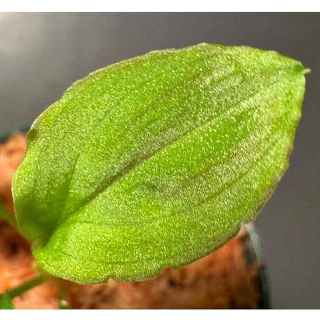 Homalomena sp. from Solok sumatera [LA0616-03]