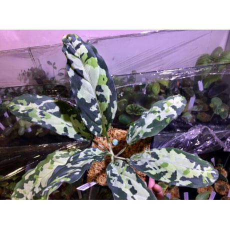 Aglaonema pictum GW1507 "メサイア" from Padang sidempuan [TB]