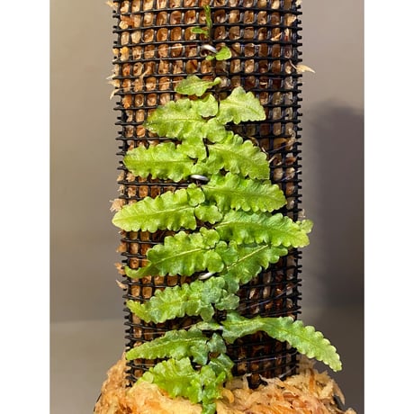 Teratophyllum "Birdwing-fern" from Bentong [AZ0117-3]